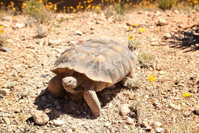 Audio Driving Tour: Grand Canyon West, Hoover Dam Red Rock Canyon - Building Your Day From Las Vegas: Short, Half-Day, or Full Route