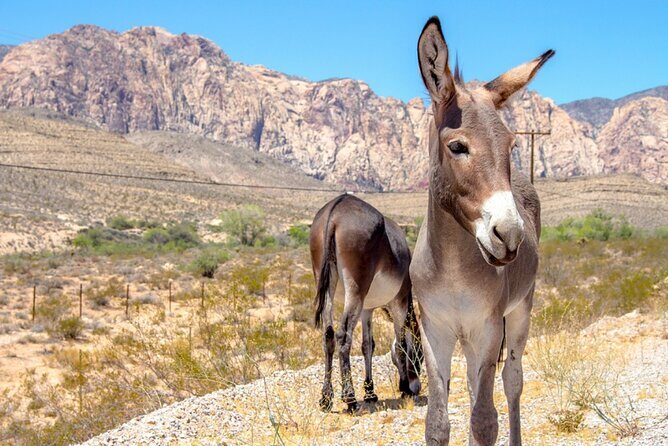 Audio Driving Tour: Grand Canyon West, Hoover Dam Red Rock Canyon - Red Rock Canyon Loop Plus Spring Mountain Ranch, Chocolate, and Lake Mead