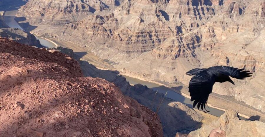 From Las Vegas: Grand Canyon & Hoover Dam Private Photo Tour - Arizona Joshua Tree Forest: a quiet photo stop on the way back