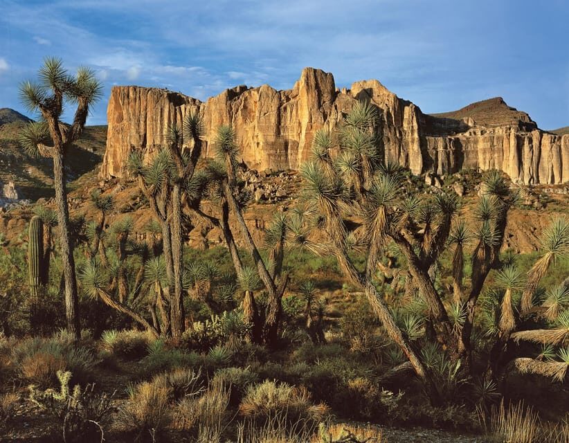 Grand Canyon Hoover Dam and Joshua Tree VIP Small Group Tour - Price and value: is $220 a fair deal for this route