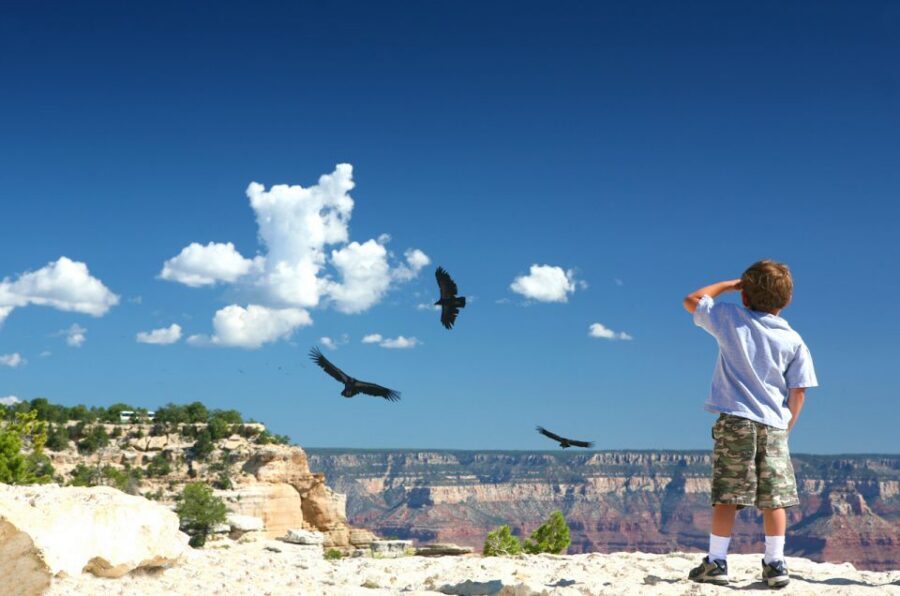 Grand Canyon: Morning Off-Road Safari with Skip the Gate - Kaibab National Forest Roads in a Custom 4x4 With Bucket Seats