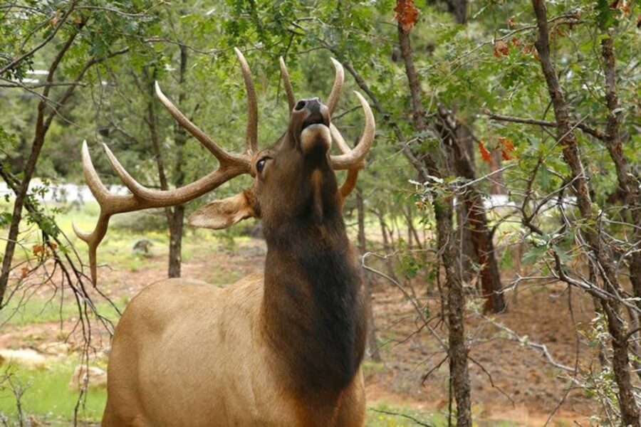 Grand Canyon National Park: 2-Hour Small-Group Hummer Tour - Wildlife Along the Route: What to Watch For
