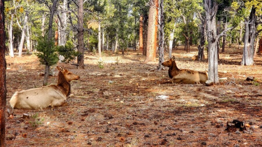Grand Canyon South Rim Sunset Tour wth Dinner included - Dinner at Yavapai Restaurant: A Real Finish, Not a Stopgap