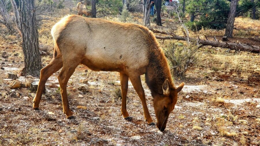 Grand Canyon South Rim Tour with Lunch included - Lunch at Yavapai Restaurant: Fuel That’s Included