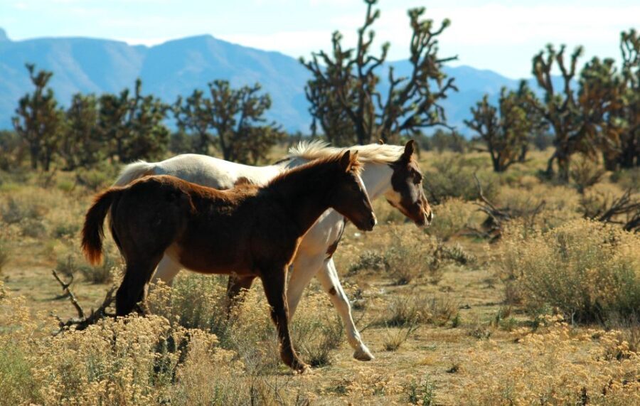 Grand Canyon West & Hoover Dam Combo Tour - A one-day double hit: Hoover Dam to Grand Canyon West