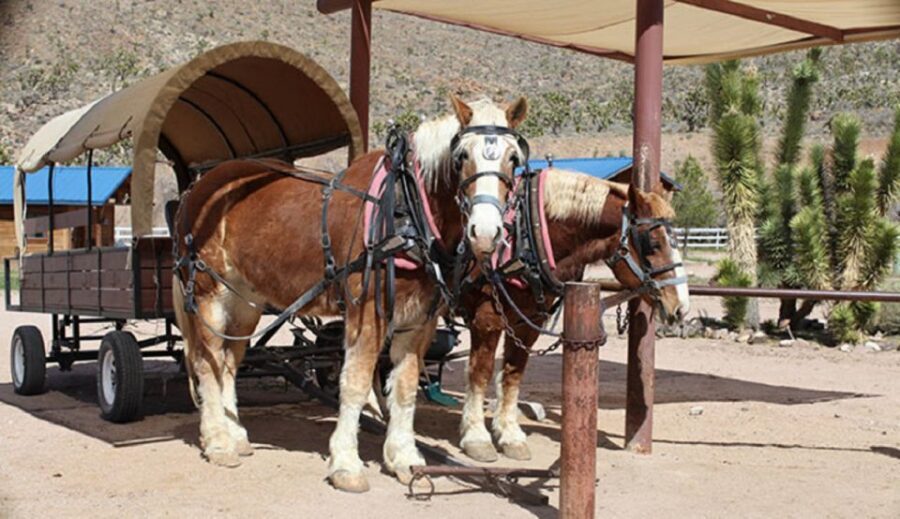 Las Vegas: Grand Canyon Ranch Tour with Horseback/Wagon Ride - Joshua Tree Forest and the Mormon Trail Feeling
