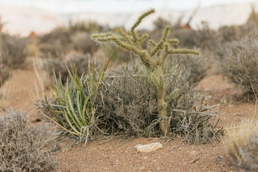 Las Vegas: Grand Canyon West Rim VIP Luxury Small Group Tour - Pace, walking, and what your day actually feels like