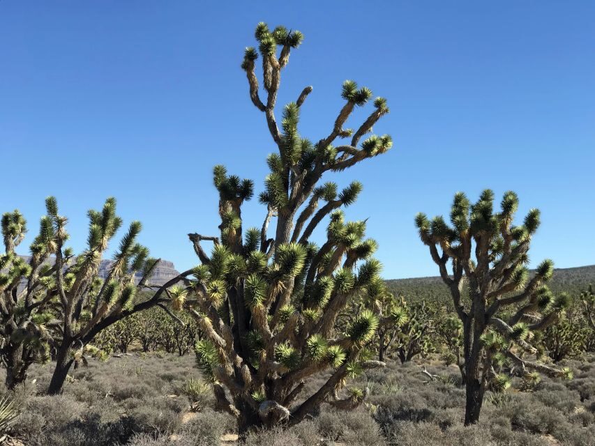 Las Vegas:Grand Canyon West Tour, Ranch Lunch, Skywalk Entry - Practical Tips: What to Wear, the Skywalk Photo Issue, and the Release Form