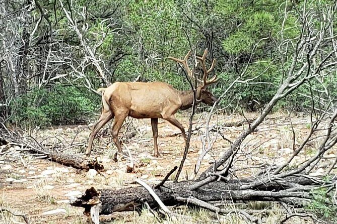 Private Grand Canyon Sightseeing Tour from Williams Tusayan GCV - Should you book this Tusayan Grand Canyon private tour?