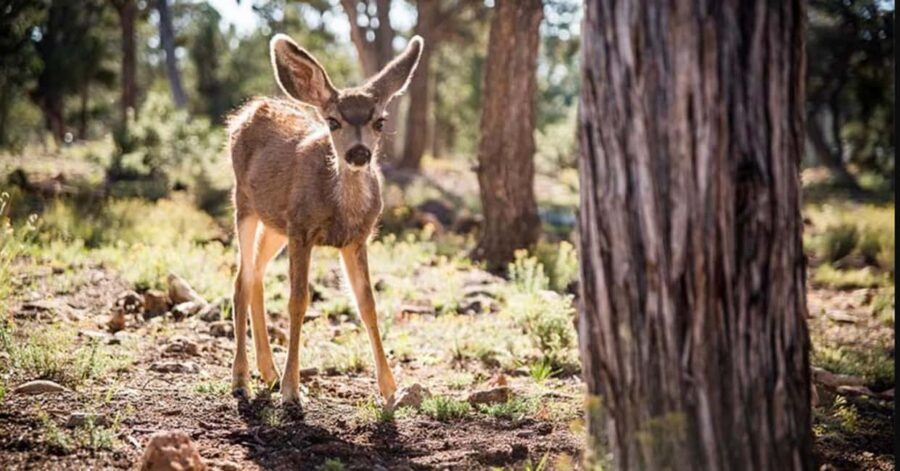 Tusayan: Grand Canyon National Park Off Road Journey - Kaibab National Forest and the world’s largest ponderosa pine belt